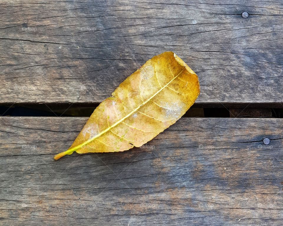 Fallen leaf on wooden background