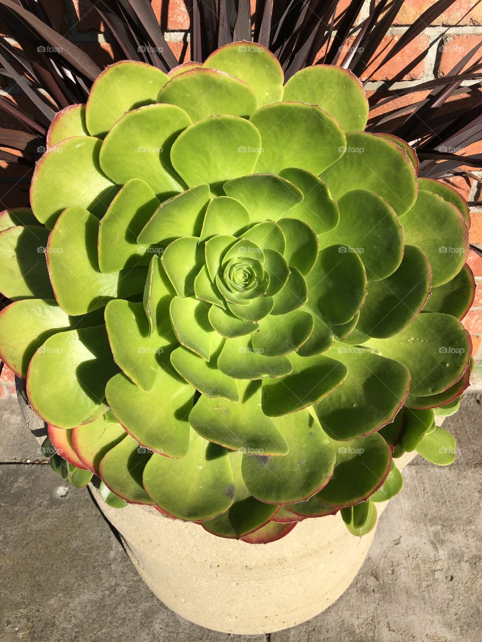 Succulent in Half Moon Bay