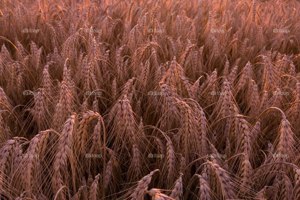 Yellow ripe field of wheat in the rays of the setting sun.
