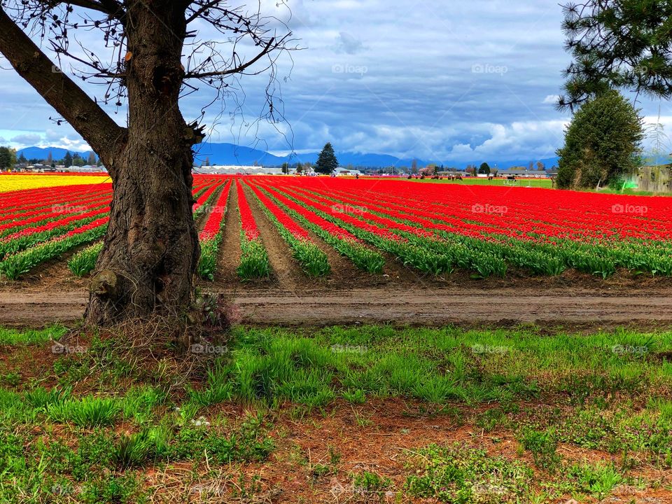 Foap Mission Best Shot! Amazing, Colorful And Bright Red Tulip Fields of Washington State’s Skagit Valley 