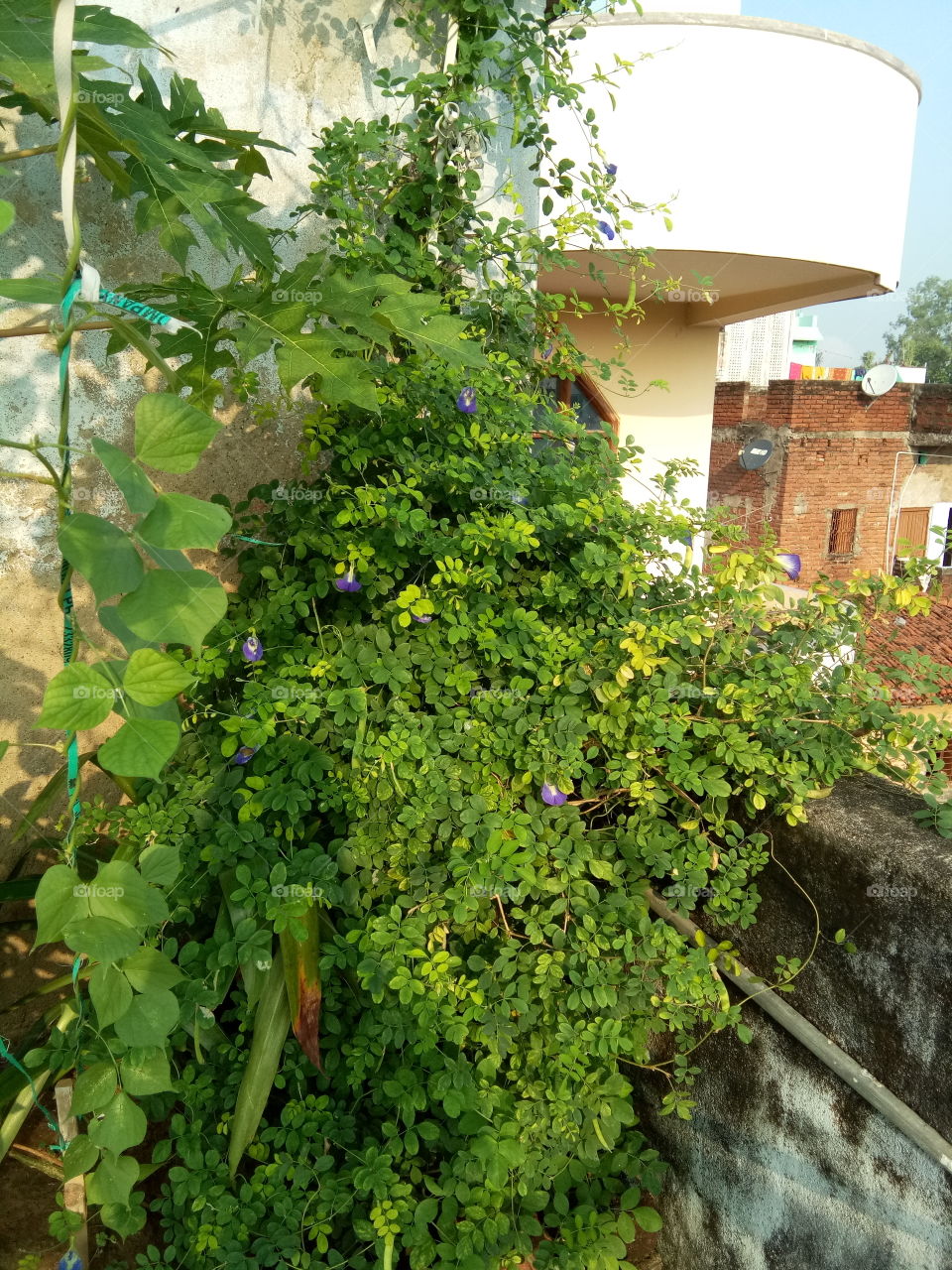 ✨😌🦋Aaahh!! The beauty of nature 🦋😌🌼✨