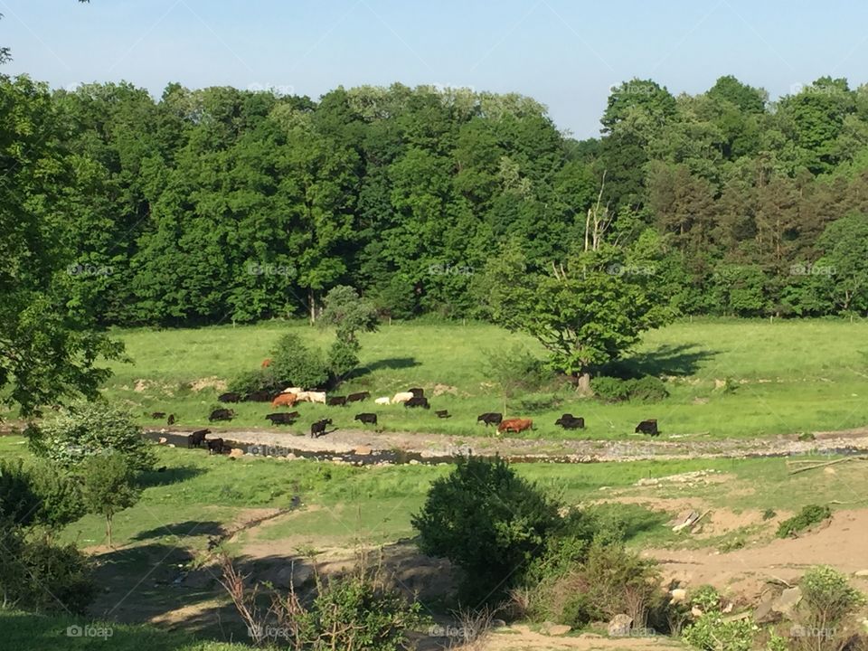 Cattle grazing in the valley 