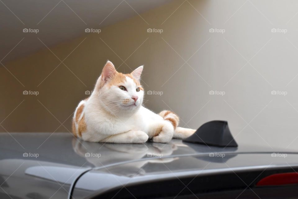 Cat sitting on the top of a car