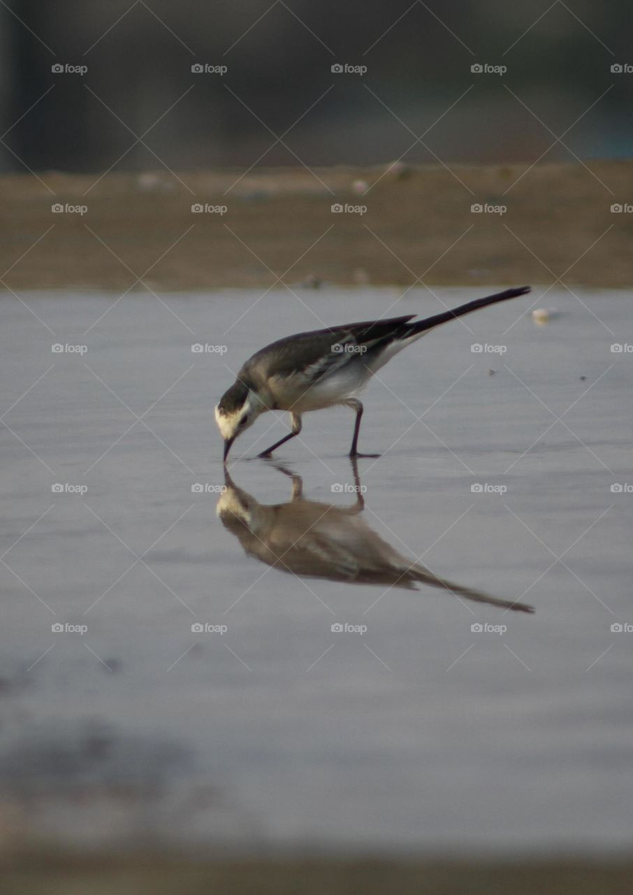 White wagtail