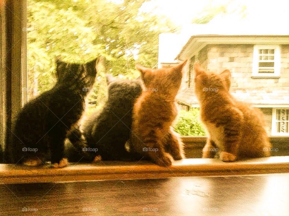 Kittens in the window 