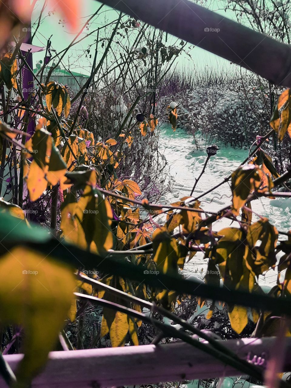 dying leaves of passiflora after first severe frost