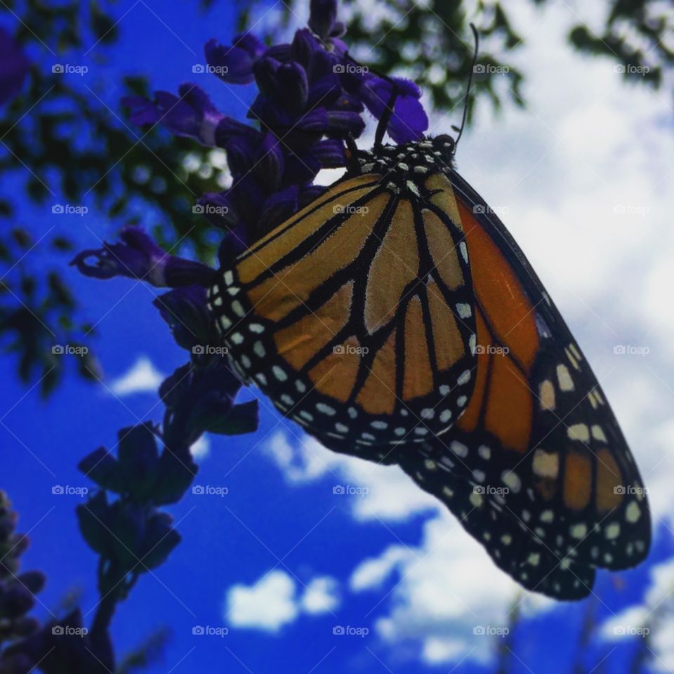 Flight of the Monarchs 
