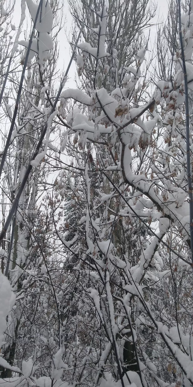 Winter