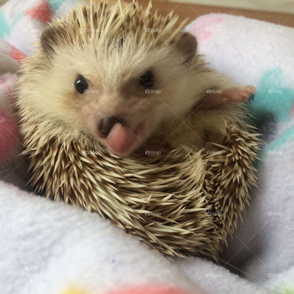 Cute baby hedgehog with his tongue out 