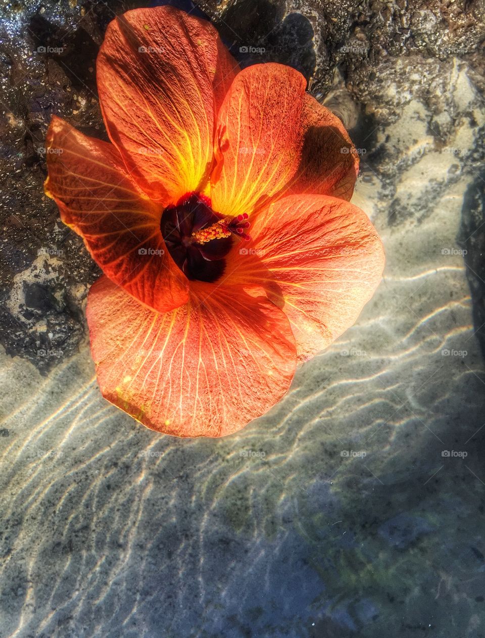 High angle view of orange flower on rock