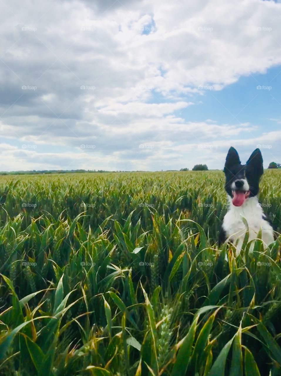 Collie in the wheat, blue sky and fluffy clouds 