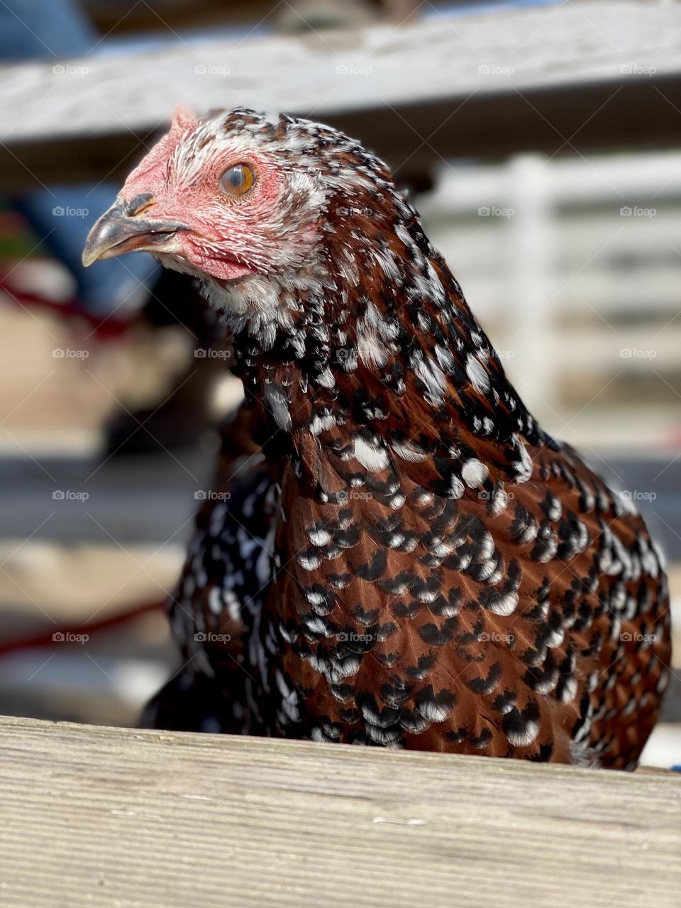 A chicken explores risers at a city barn