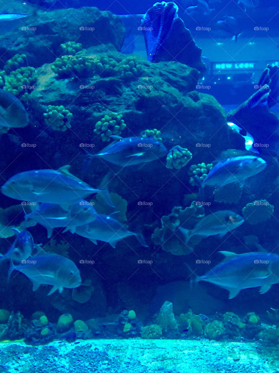 Aquarium in Dubai 