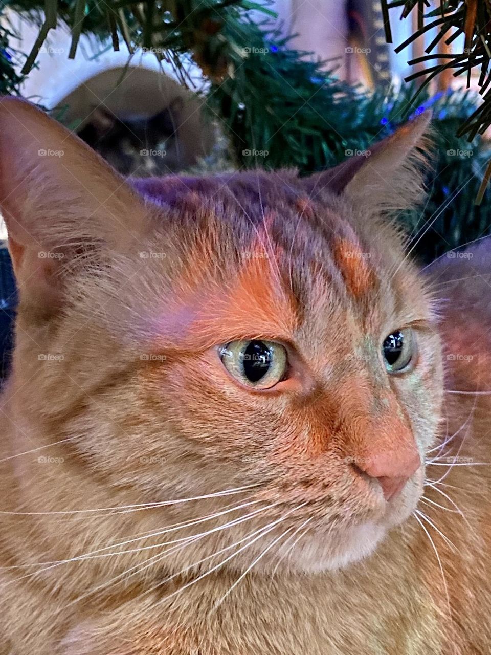 Cat under the Christmas tree