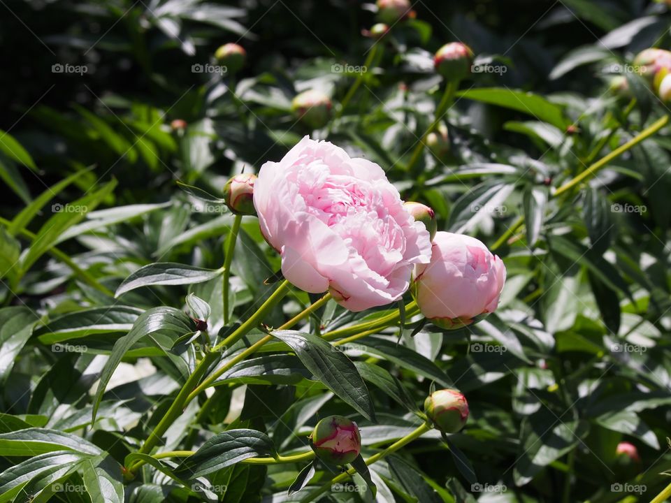 Pink peony