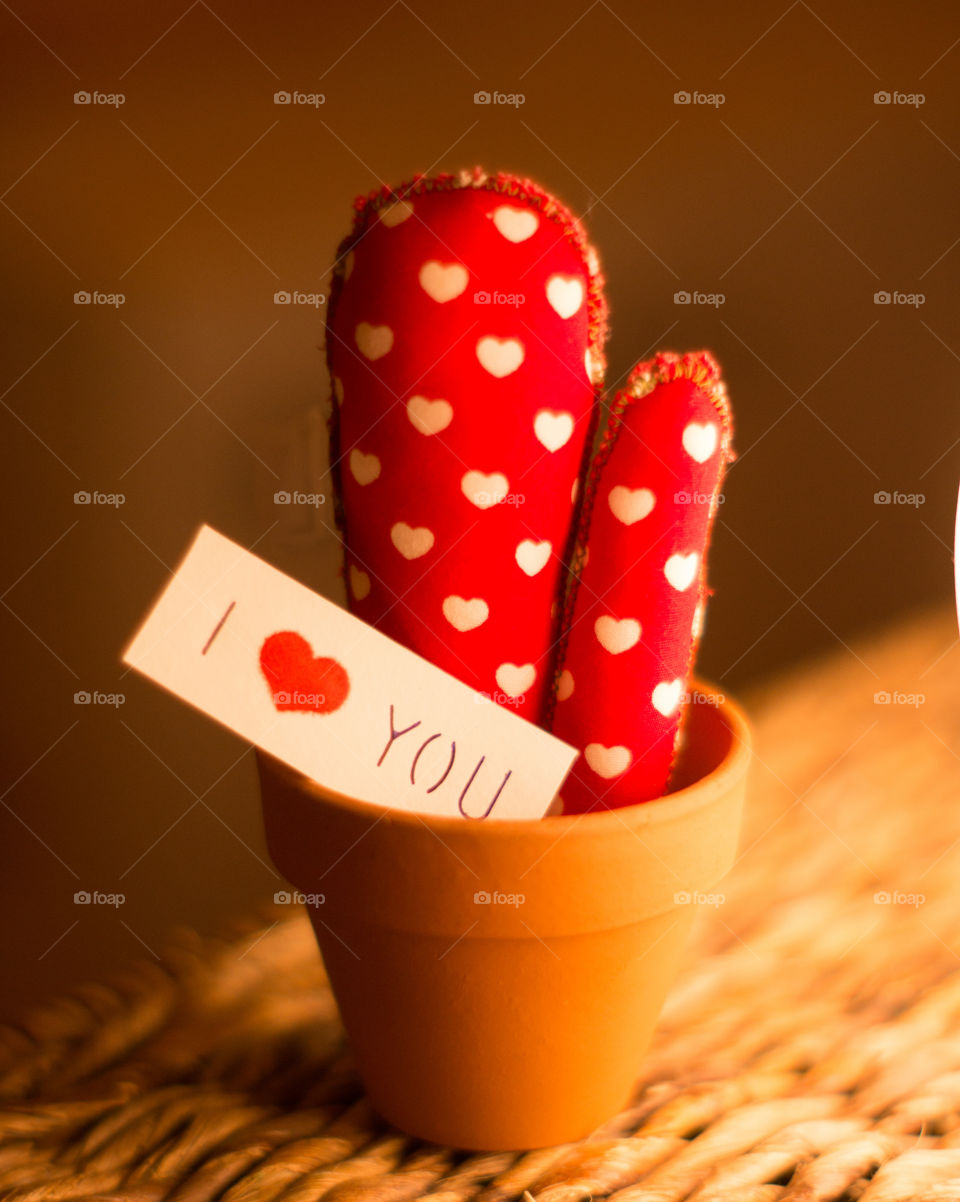 cactus of love