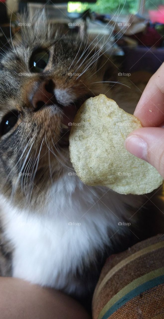 Potato Chip Cat