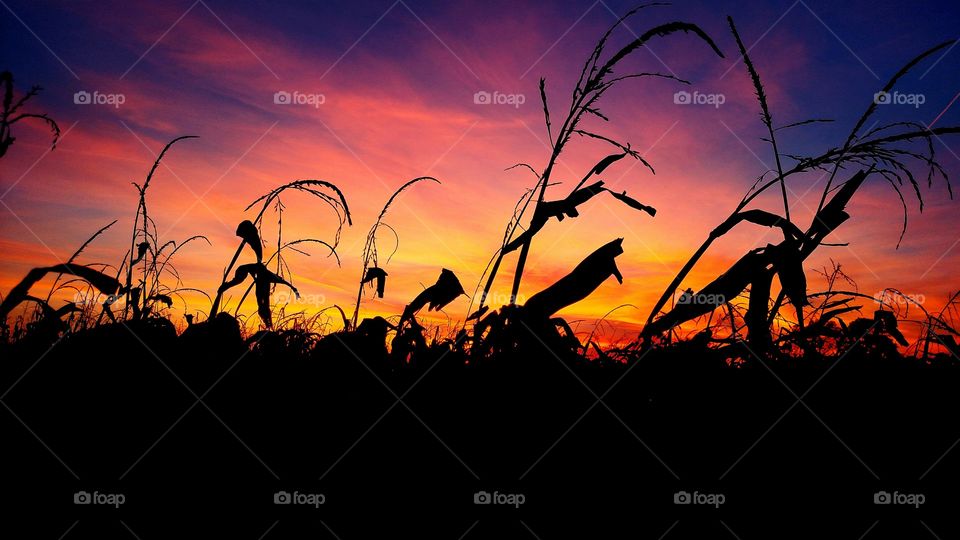 Sunset cornfield sky purple orange yellow black Harvest Ohio