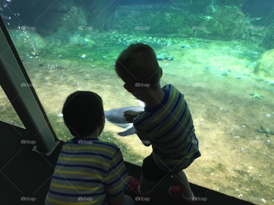 Boys watching penguins 