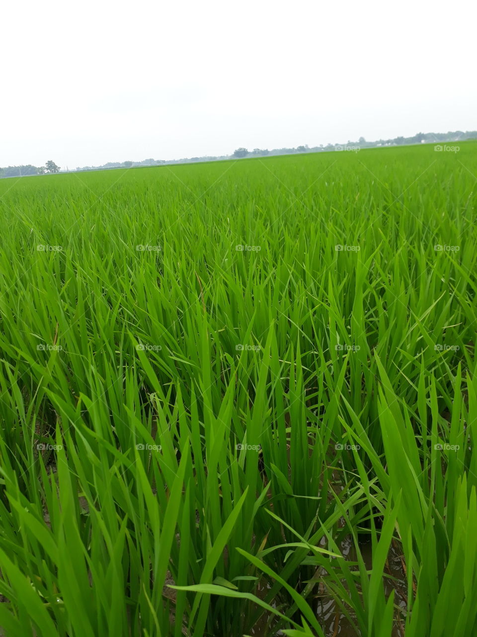 nice picture in India