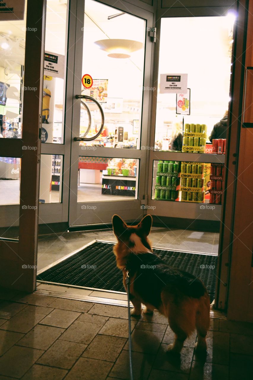 Dog, Window, Portrait, Indoors, Street