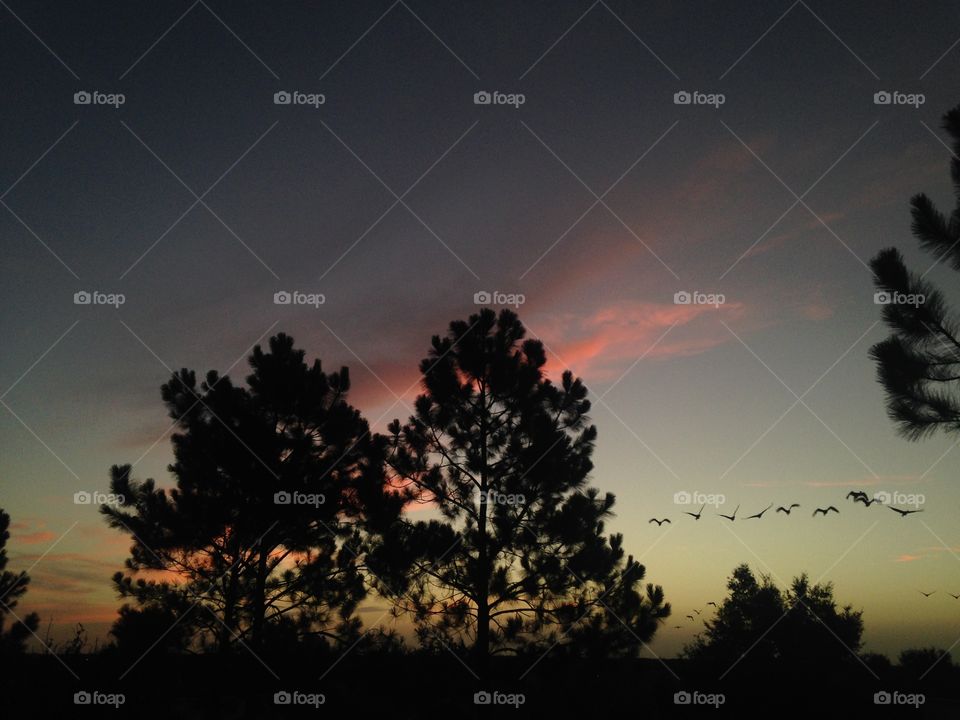 Sunset, Tree, No Person, Silhouette, Dawn