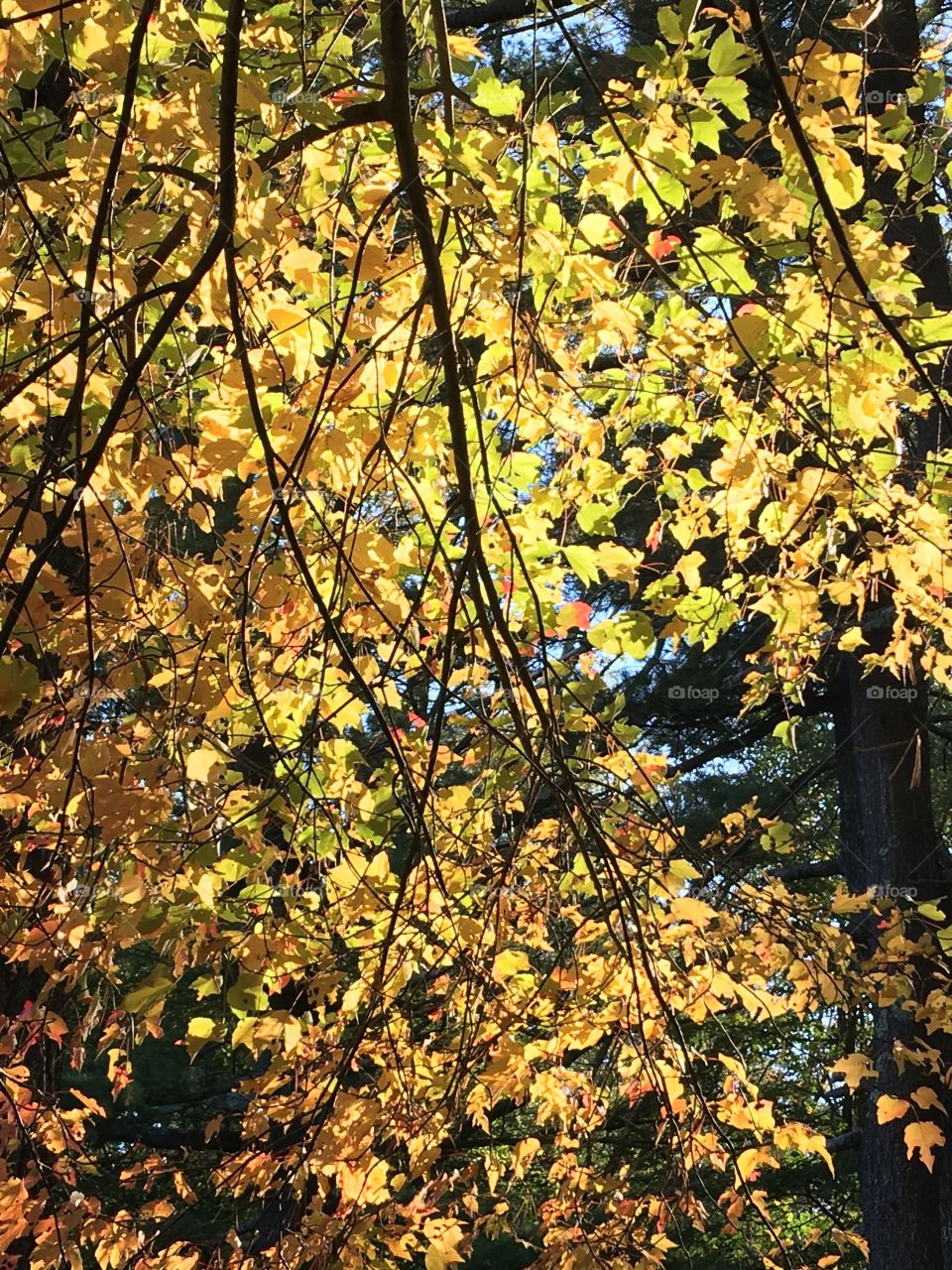 Hanging yellow branch, backlit by the sun 🌞