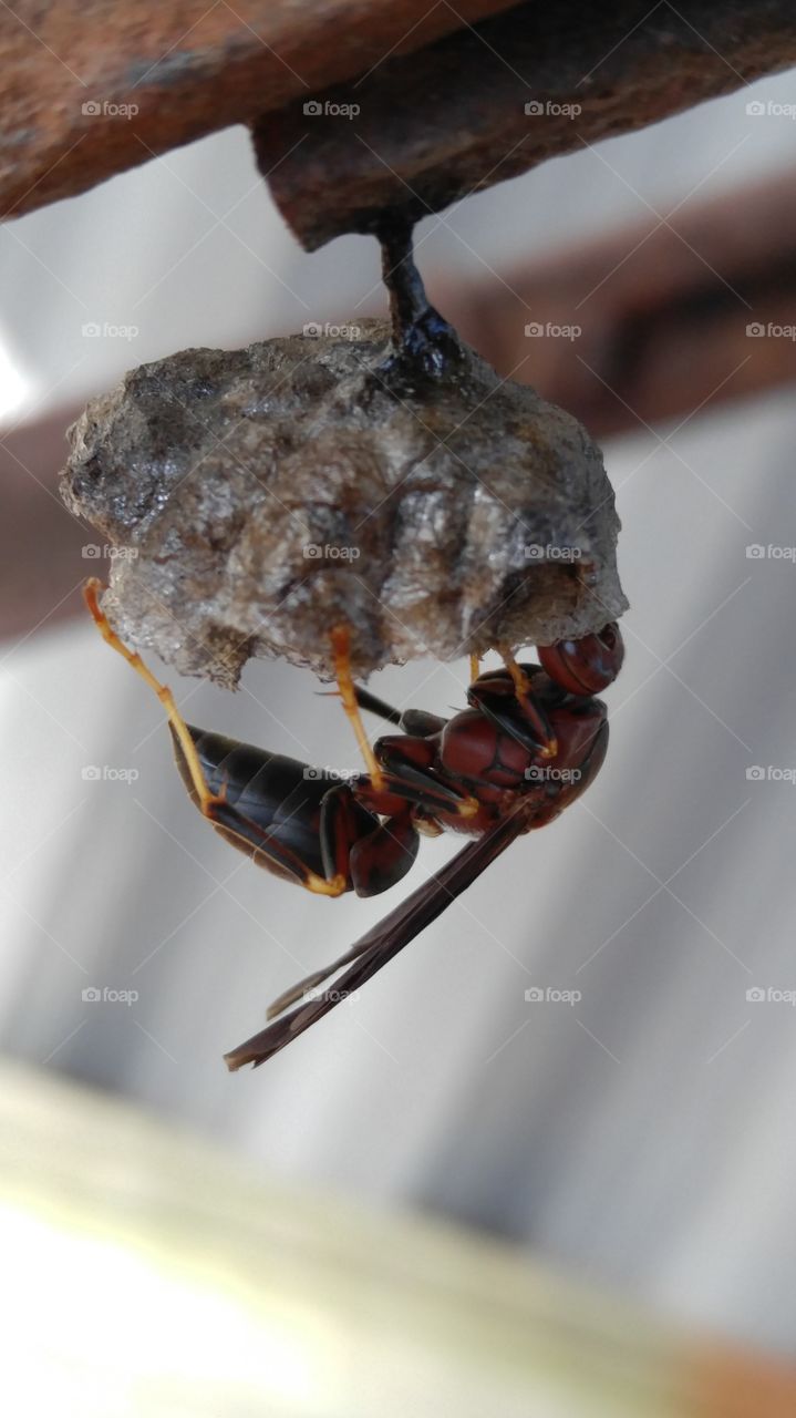 Paper Wasp Tending To Nest
