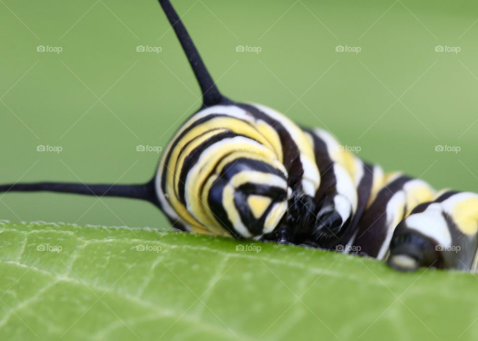 Monarch caterpillar macro 