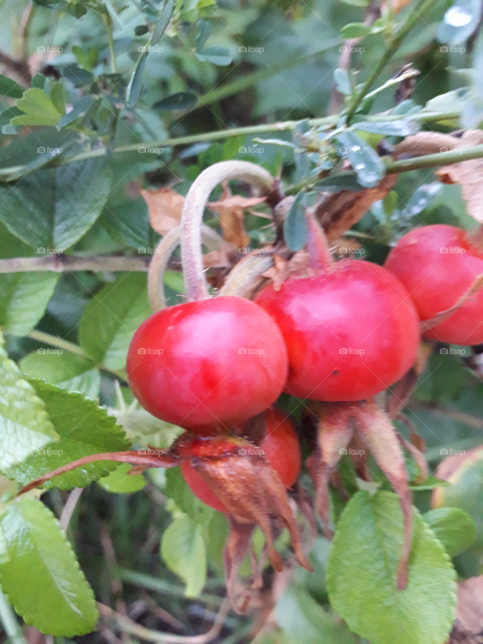 red fruits of a wild rose