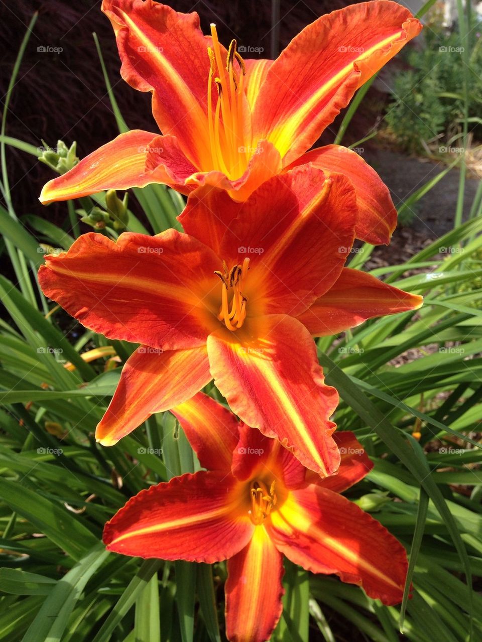 Orange day lilies