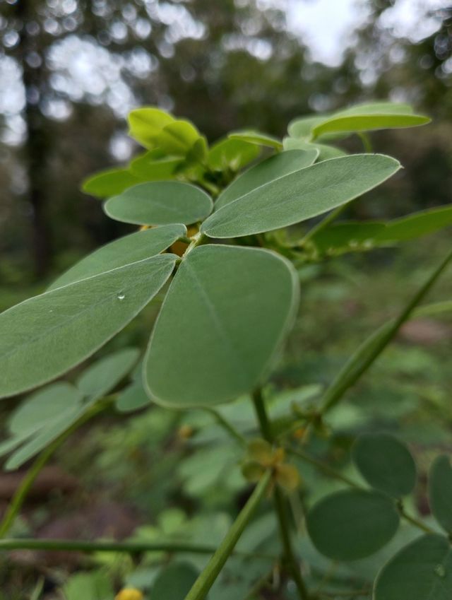 leaf natural