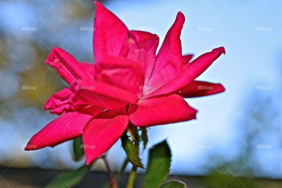 Regal Rose