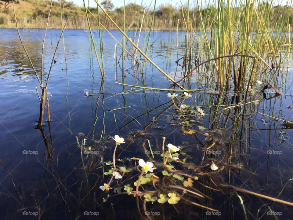 Little pond at evening for serenity place