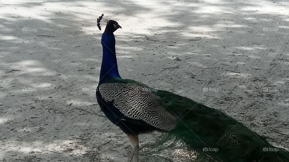 The beautiful elegance of a peacock.
