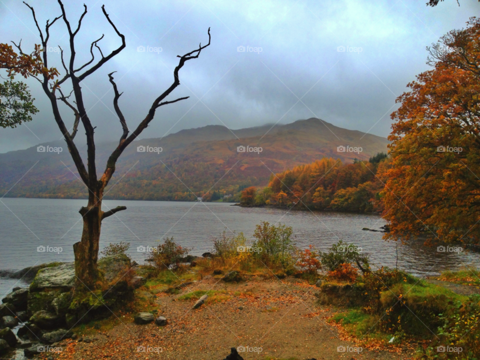 No Person, Water, Tree, Fall, Nature