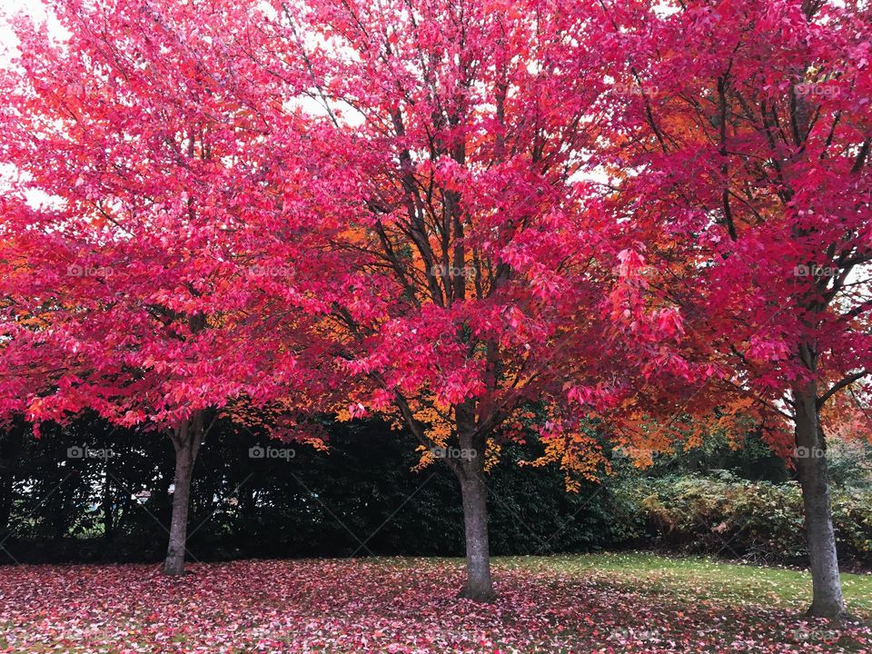 Winter vs. Spring Mission