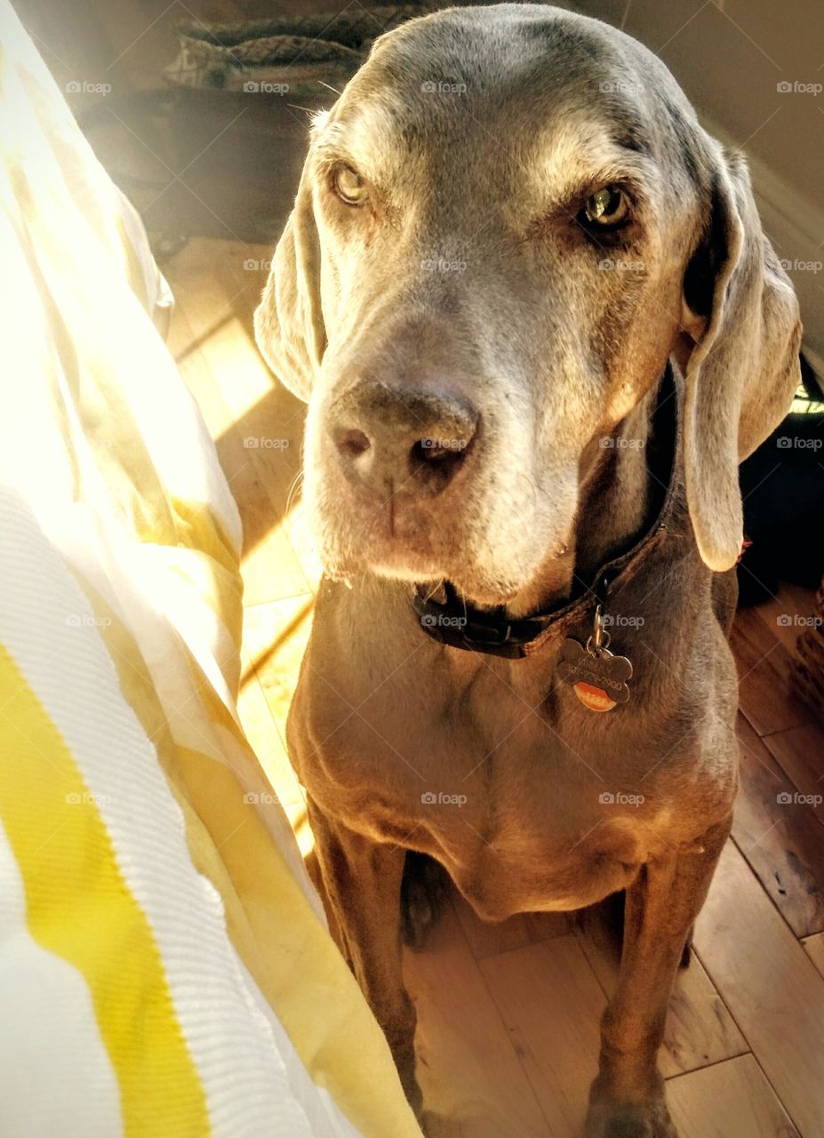 dog