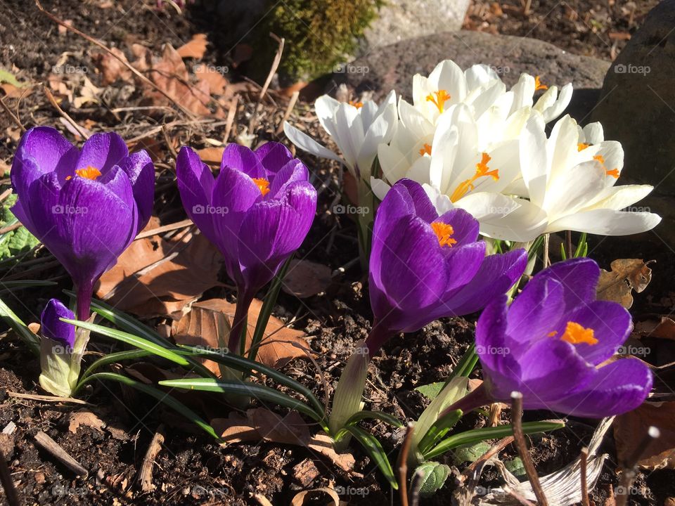 Lovely spring flower