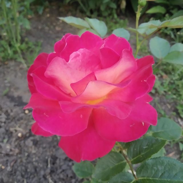 Summer tenderness