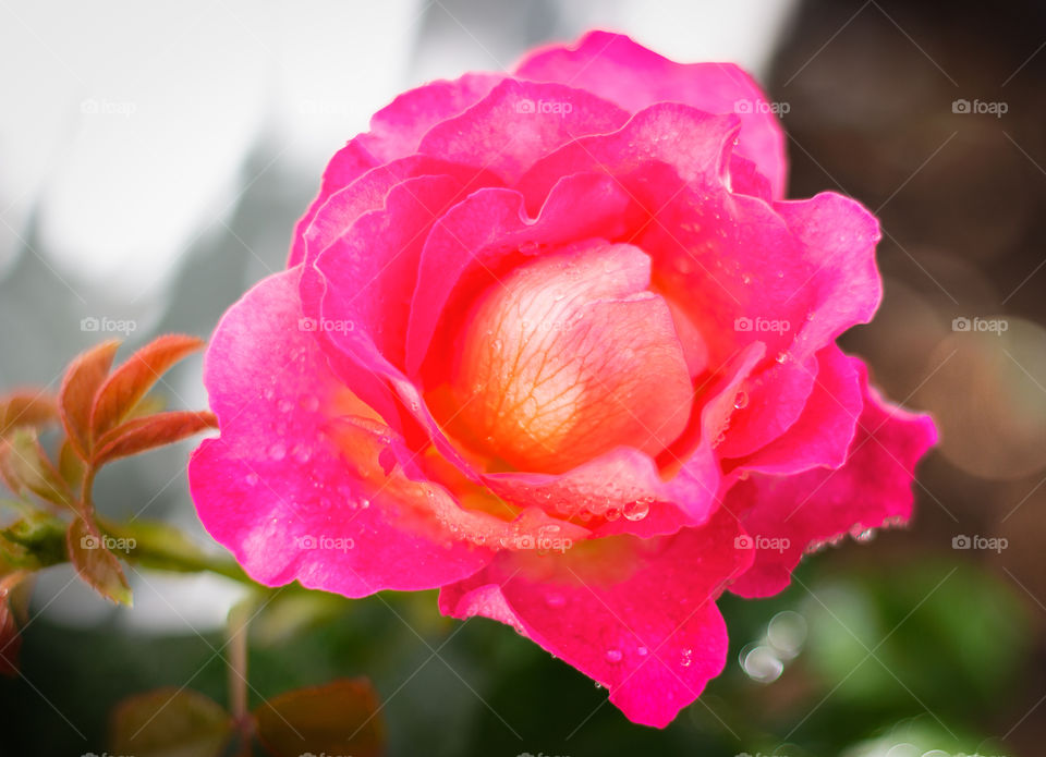 A pink garden rose with little water drops. The inner part of the rose petals is yellow.