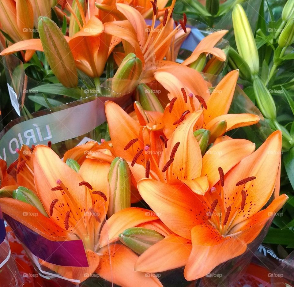 Orange Flowers