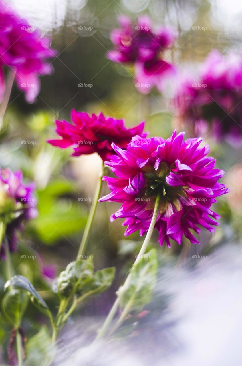 Nice pink florals in Sun Valley, Idaho