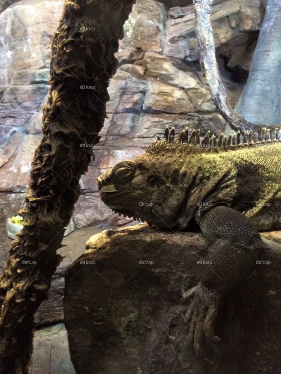 Iguana in the Ripley's Aquarium