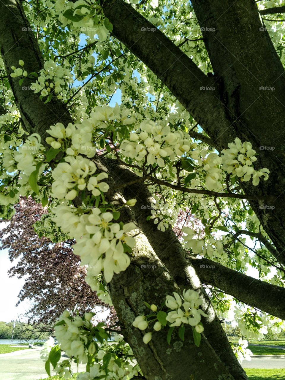 Spring in Bloom, Rochester, MN