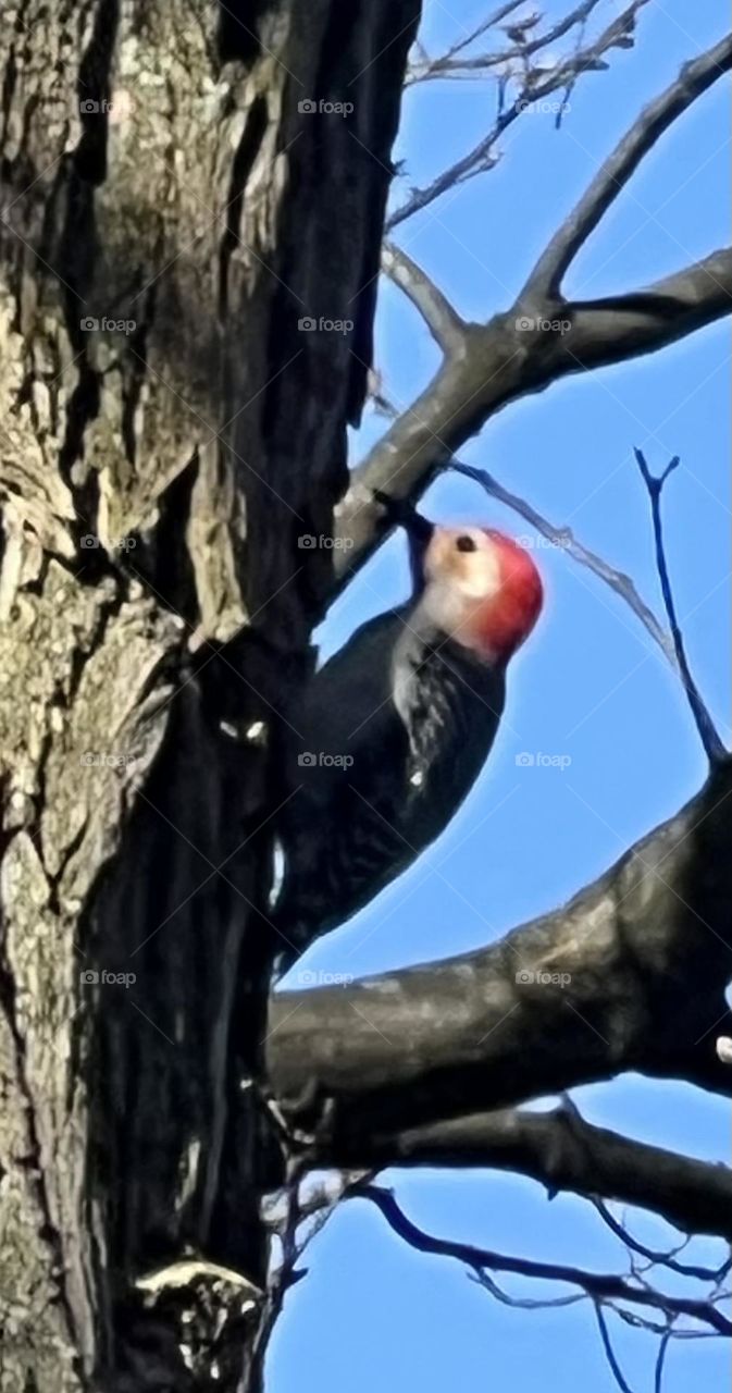 Red bellied woodpecker 