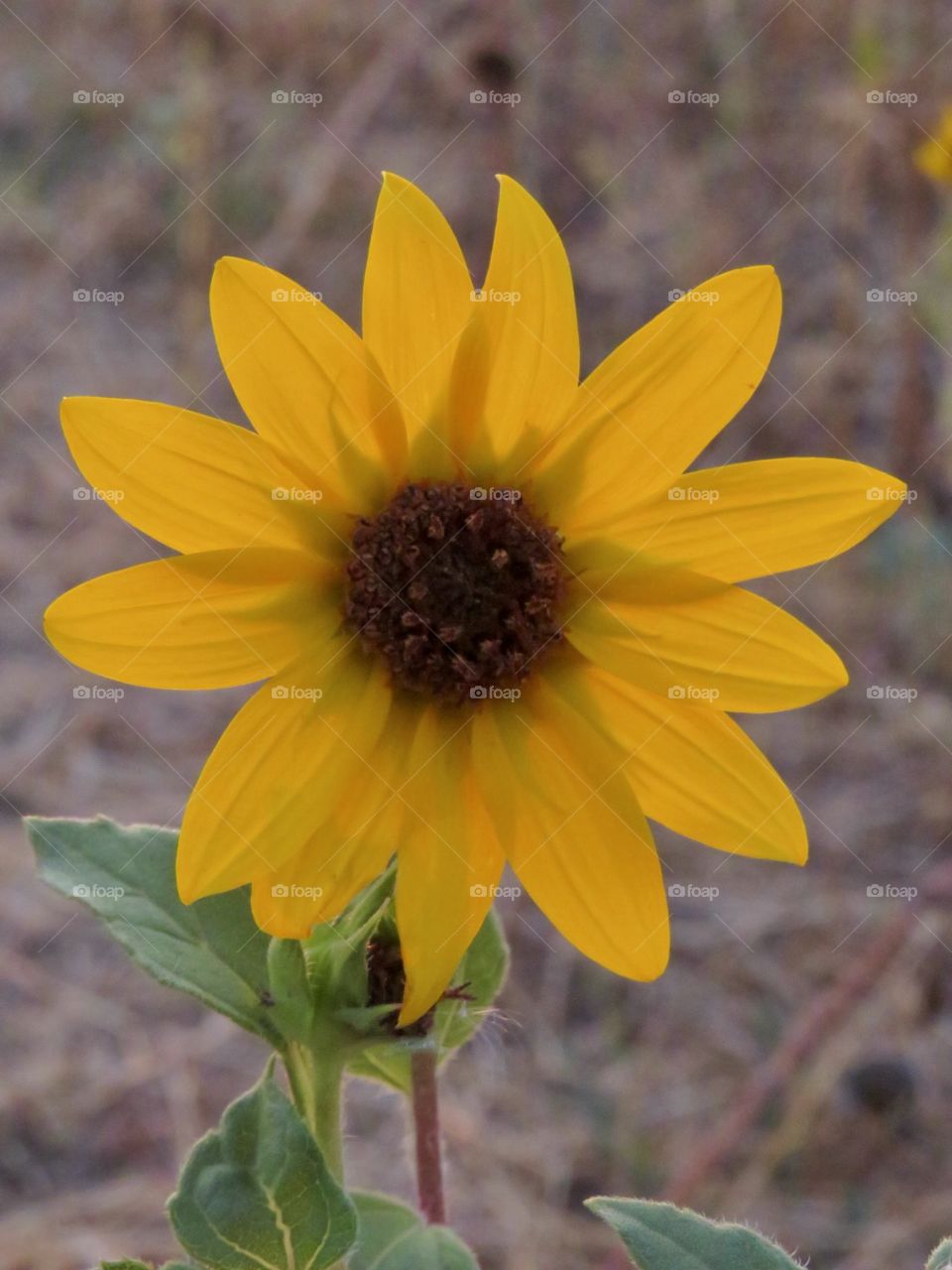 Portrait of a Sunflower 