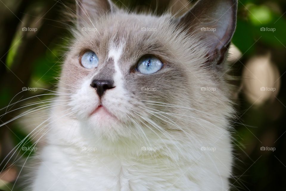 Perfect pose, ragdoll tabby cat blue eyes looking up and away from camera closeup headshot 