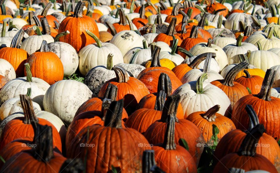 white pumpkin