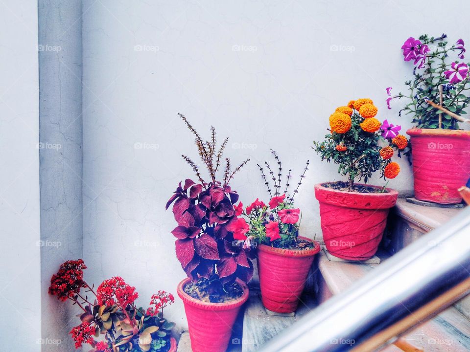 mobile series:plants